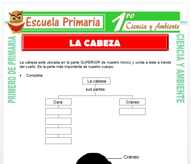 El Suelo para Primero de Primaria – Escuela Primaria