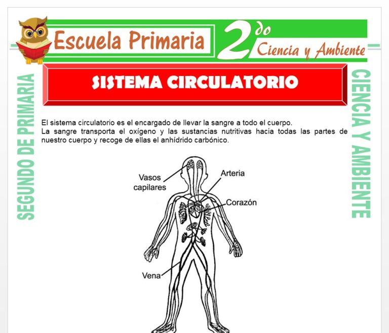 Aparato Circulatorio para Segundo de Primaria – Escuela Primaria