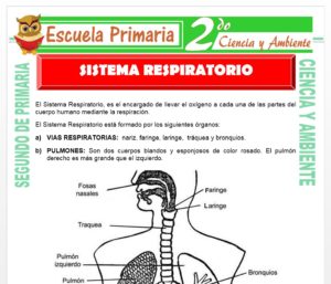 Ficha de Aparato Respiratorio para Segundo de Primaria