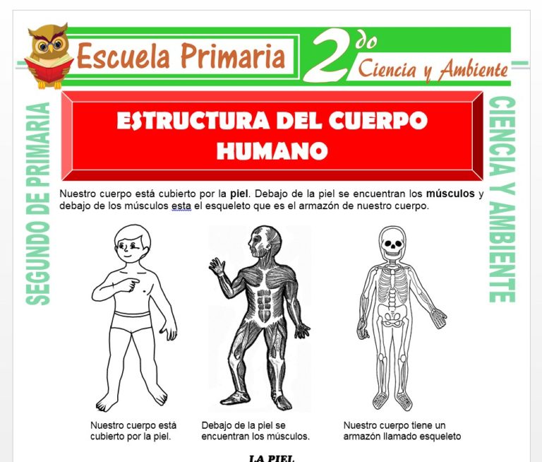 Aparato Circulatorio para Segundo de Primaria – Escuela Primaria