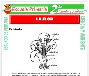 Ficha de La Flor para Segundo de Primaria
