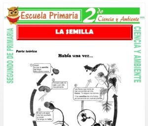 Ficha de La Semilla para Segundo de Primaria