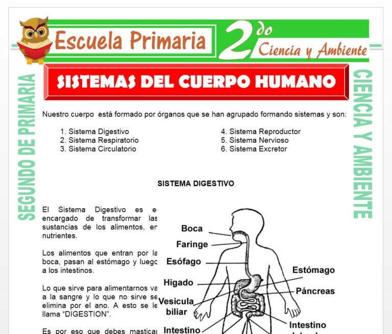 Sistema del Cuerpo Humano para Segundo de Primaria
