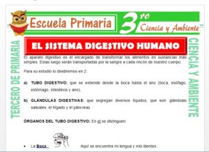Ficha de El Sistema Digestivo Humano para Tercero de Primaria