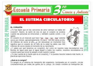 Ficha de Que es el Sistema Circulatorio para Tercero de Primaria