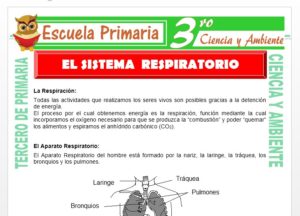 Ficha de Que es el Sistema Respiratorio para Tercero de Primaria