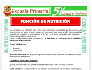 Modelo de la Ficha de Función de Nutrición para Quinto de Primaria