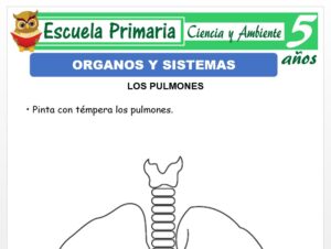 Modelo de la Ficha de Ficha de los órganos y sistemas del cuerpo para Niños de 5 Años