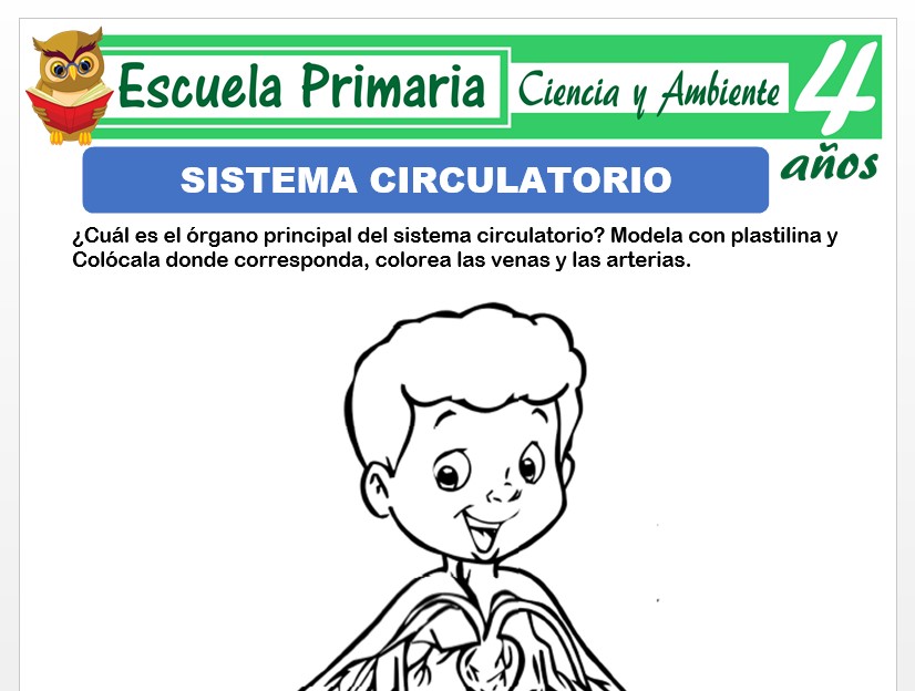 Modelo de la Ficha de Sistema circulatorio para Niños de 4 Años